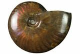 Flashy Red Iridescent Ammonite #155230-1